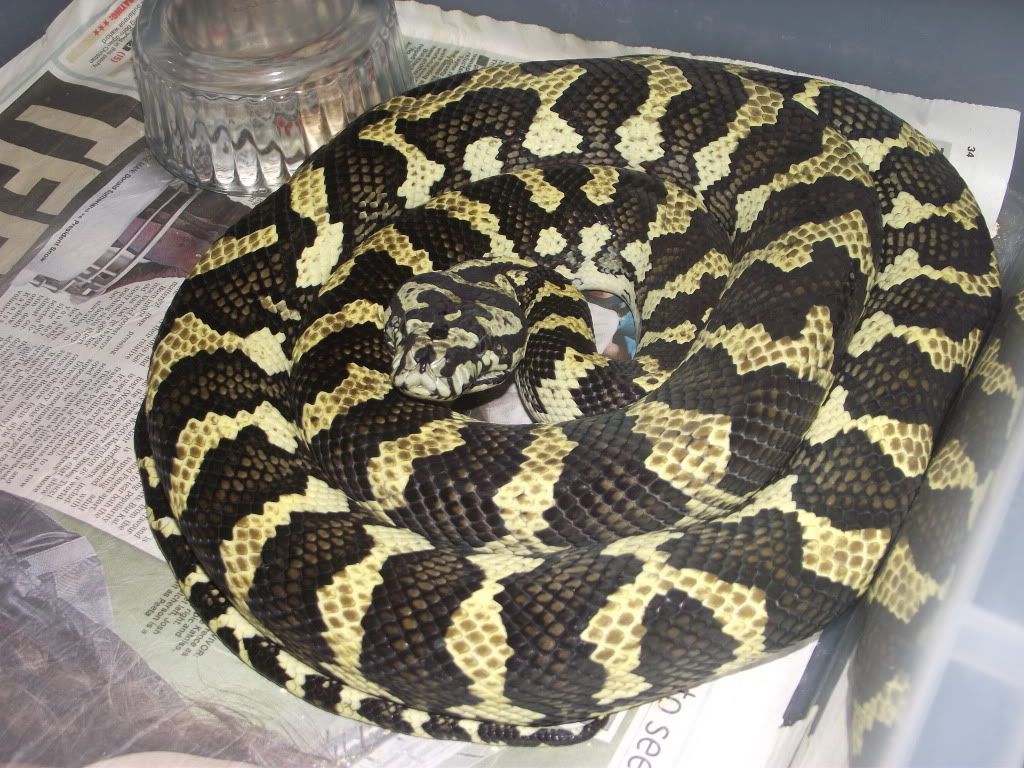 SW England Male cb07 Jungle Carpet Python Reptile Forums