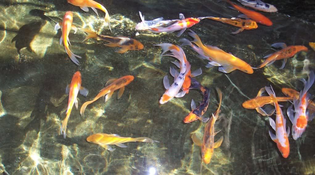 Enslee Koi