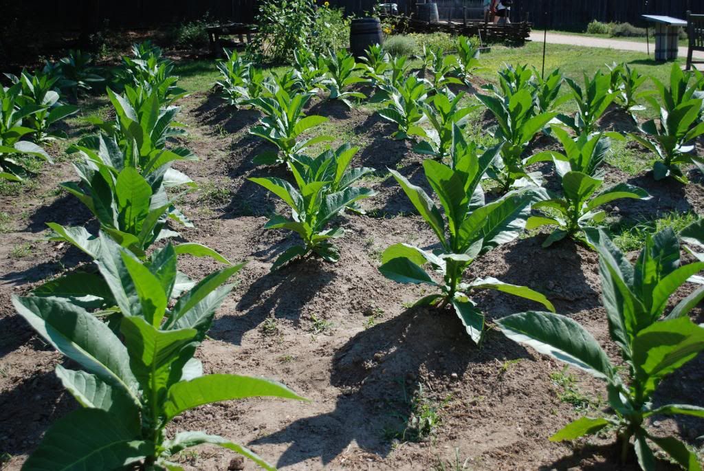 Tobaccothe Crop That Saved Jamestown Colony Pictures, Images &amp; Photos