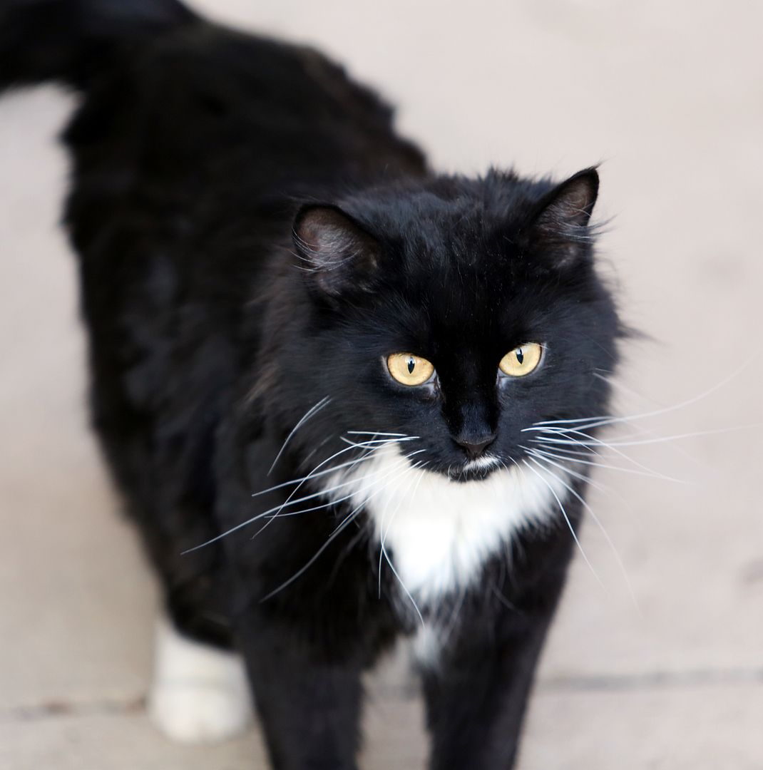 photo cat3.jpg