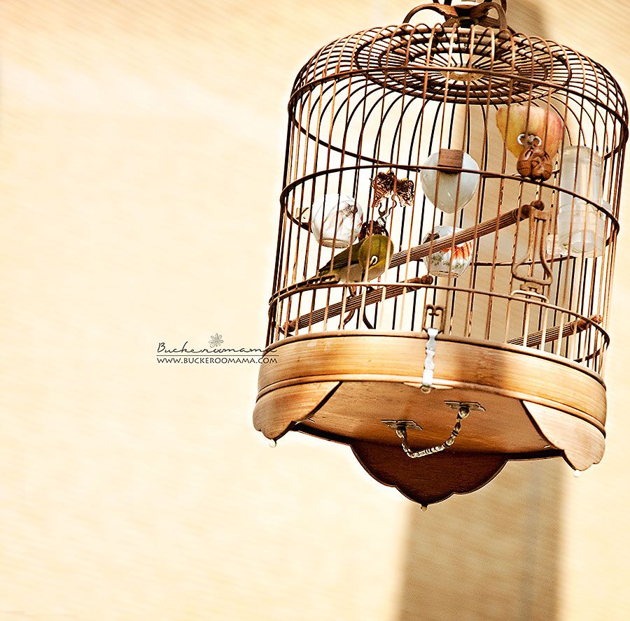  photo Bird-cage-3_zps7a7e39aa.jpg