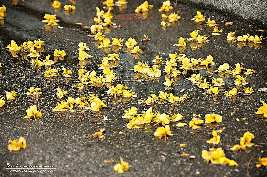 Thu - May 2, 2013 photo Yellow-flowers-1_zpsd9313257.jpg