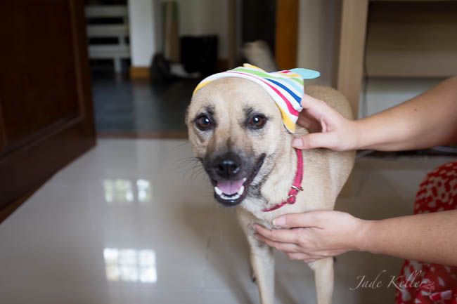 MAY 9: HIPSTER PUP photo _DSF0624_zps45daa4ab.jpg