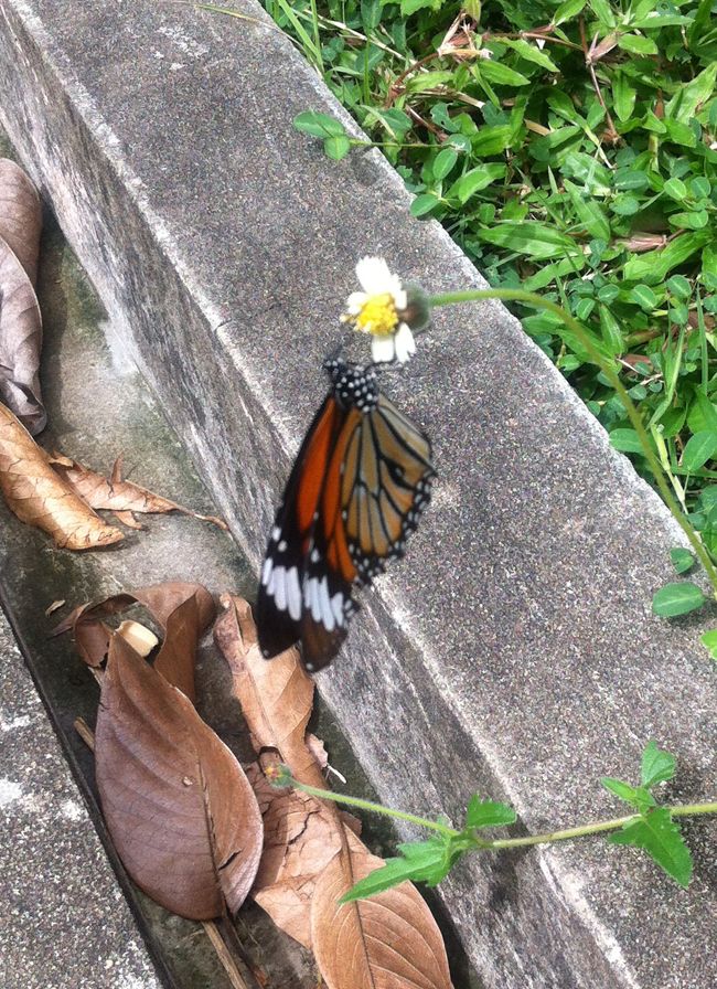 OCT 3: I spied a butterfly photo butterfly_zps4c609683.jpg