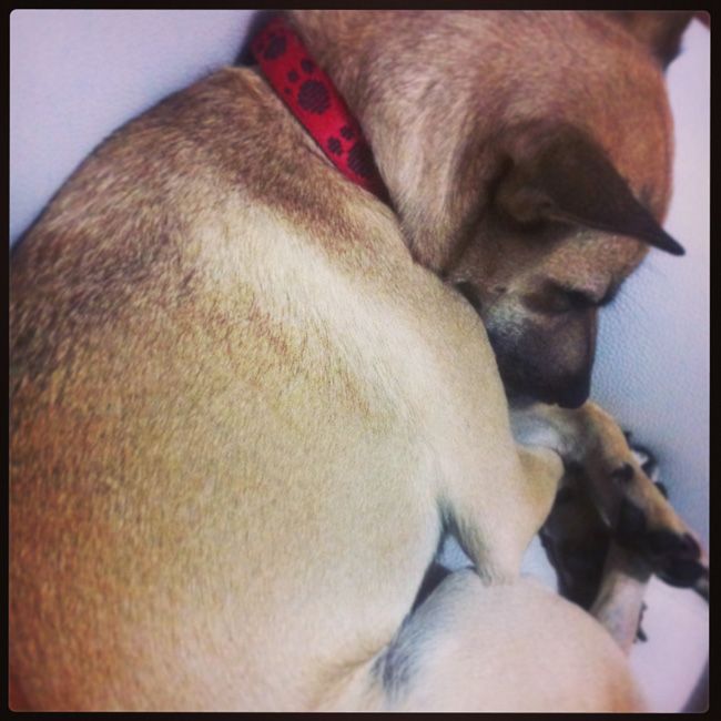 AUG 16: Sleepy puppy photo photo12_zps5c59ac56.jpg