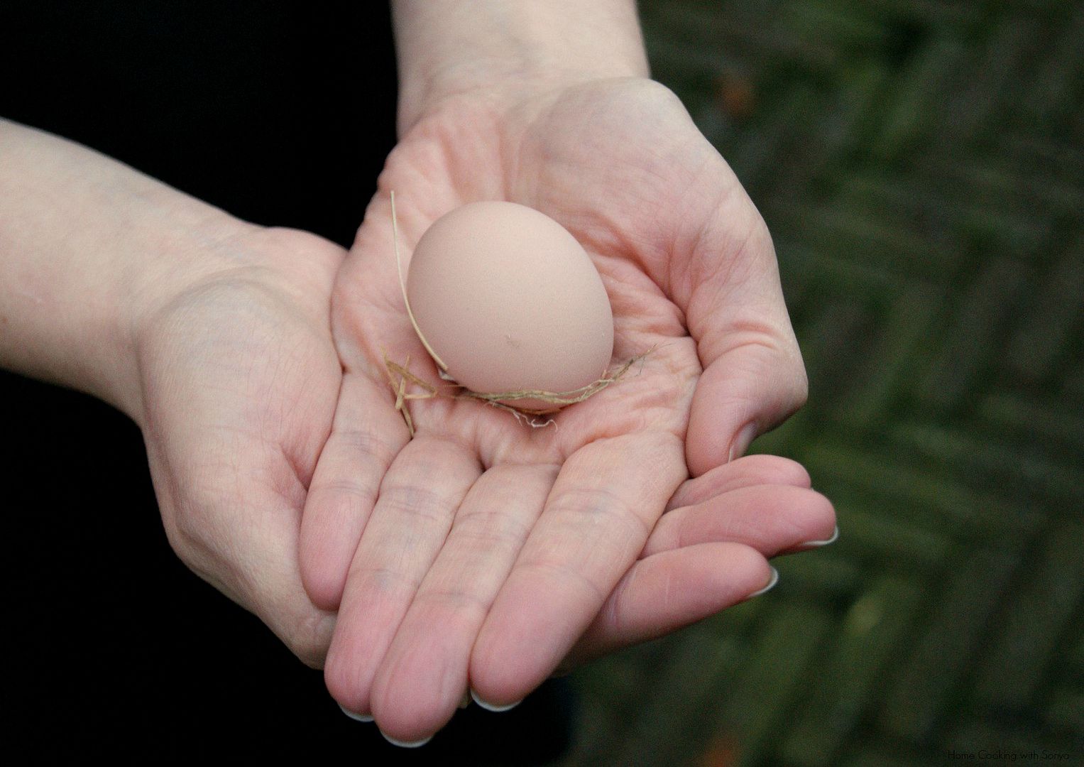 Fri Dec 13, 2013 photo 1steggdaisy2_zps5cdbd41f.jpg