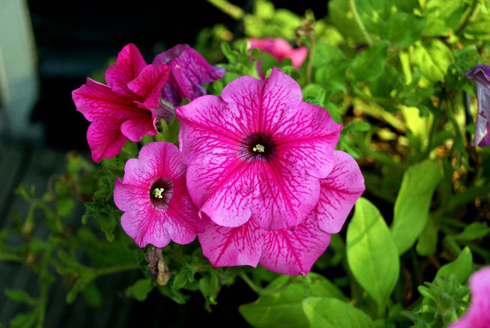 Thurs June 27,2013 photo DSC00922_zpsc7f3c6a8.jpg