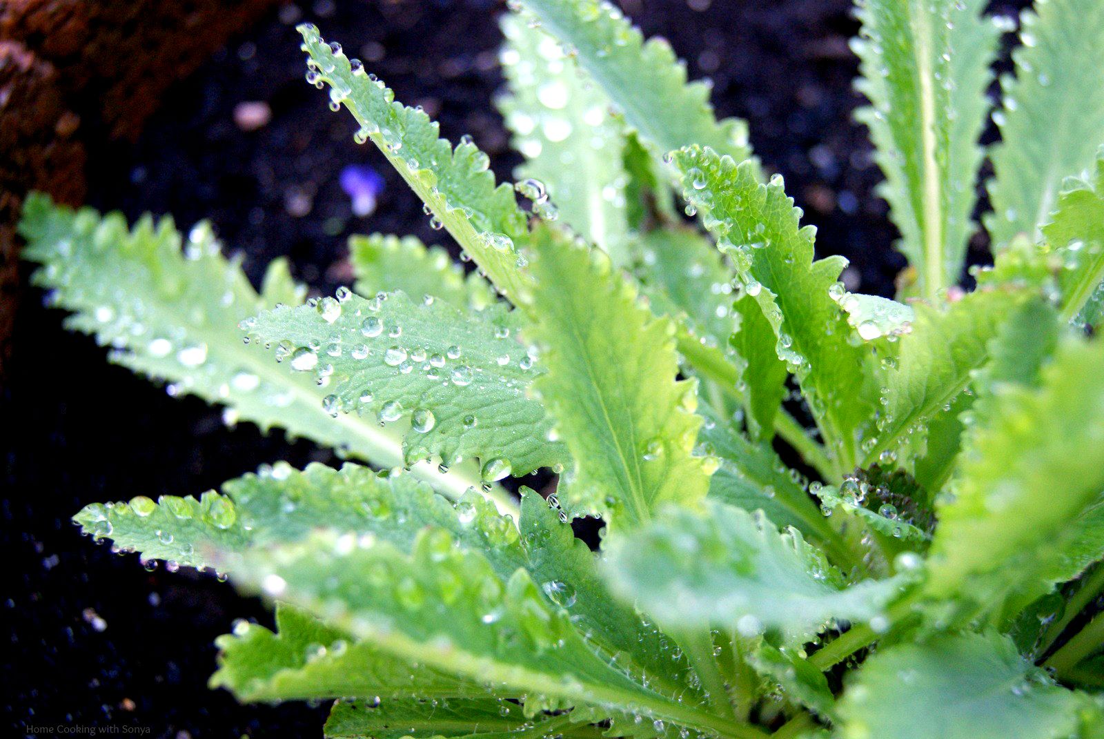 Fri Sept 27, 2013 photo droplets_zps0faf7e00.jpg