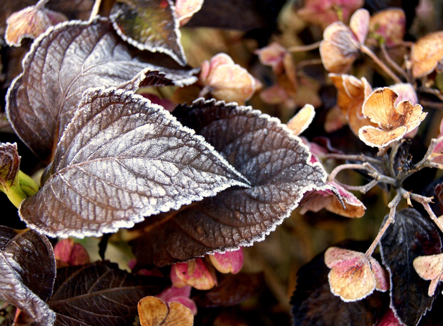 Mon Dec 9, 2013 photo frost2_zps89aa34cc.jpg