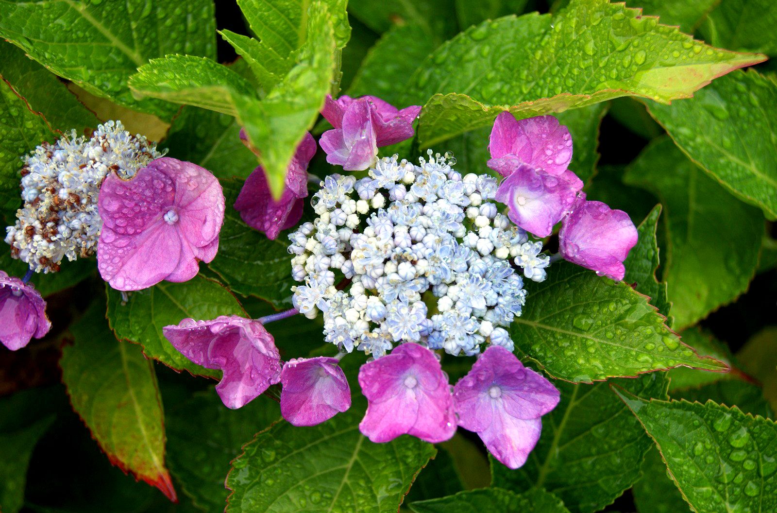 Thurs Sept 19,2013 photo hy1_zps9e5f9ff1.jpg