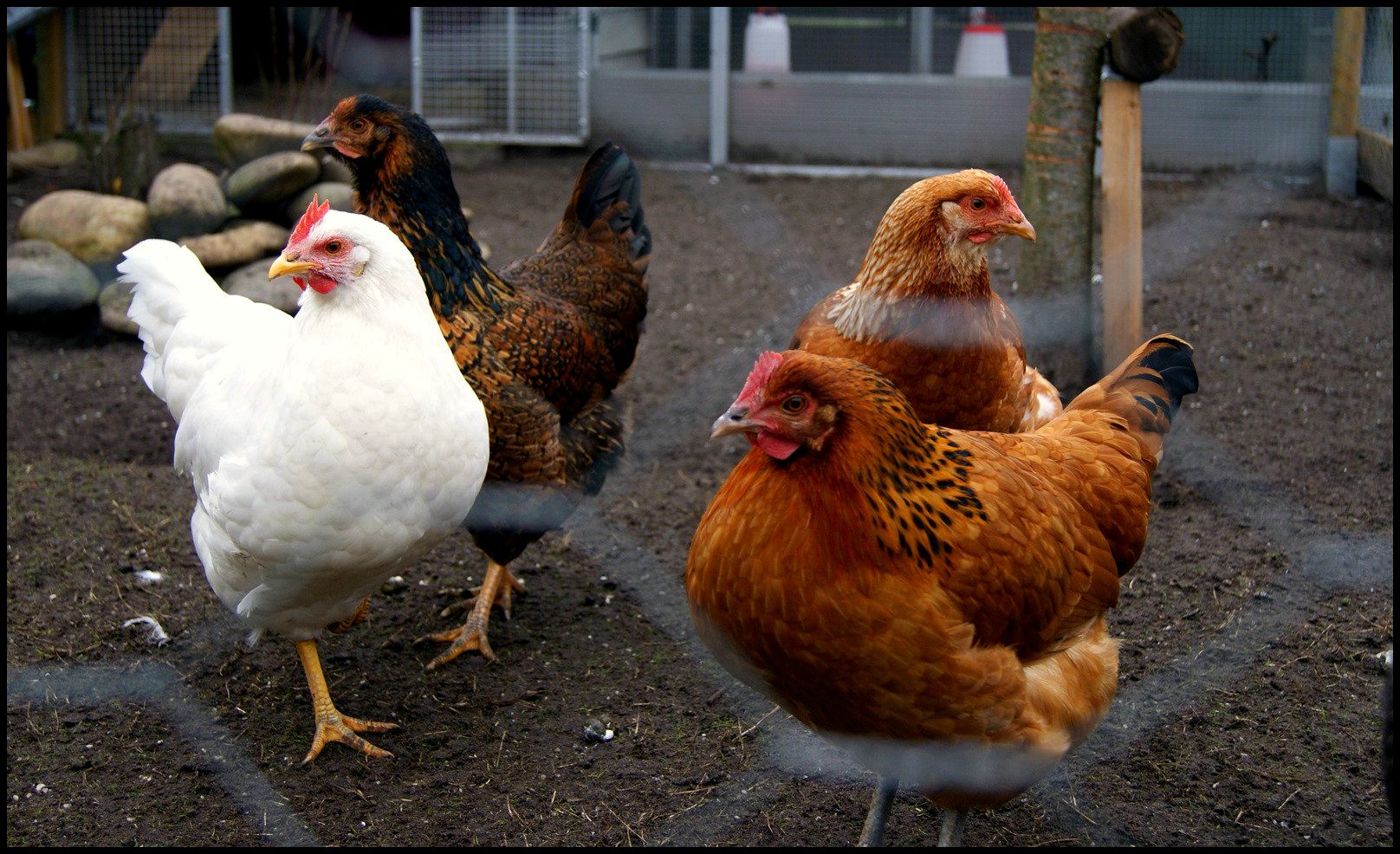 Mon Dec 16, 2013 photo newladies_zps8b08e25c.jpg