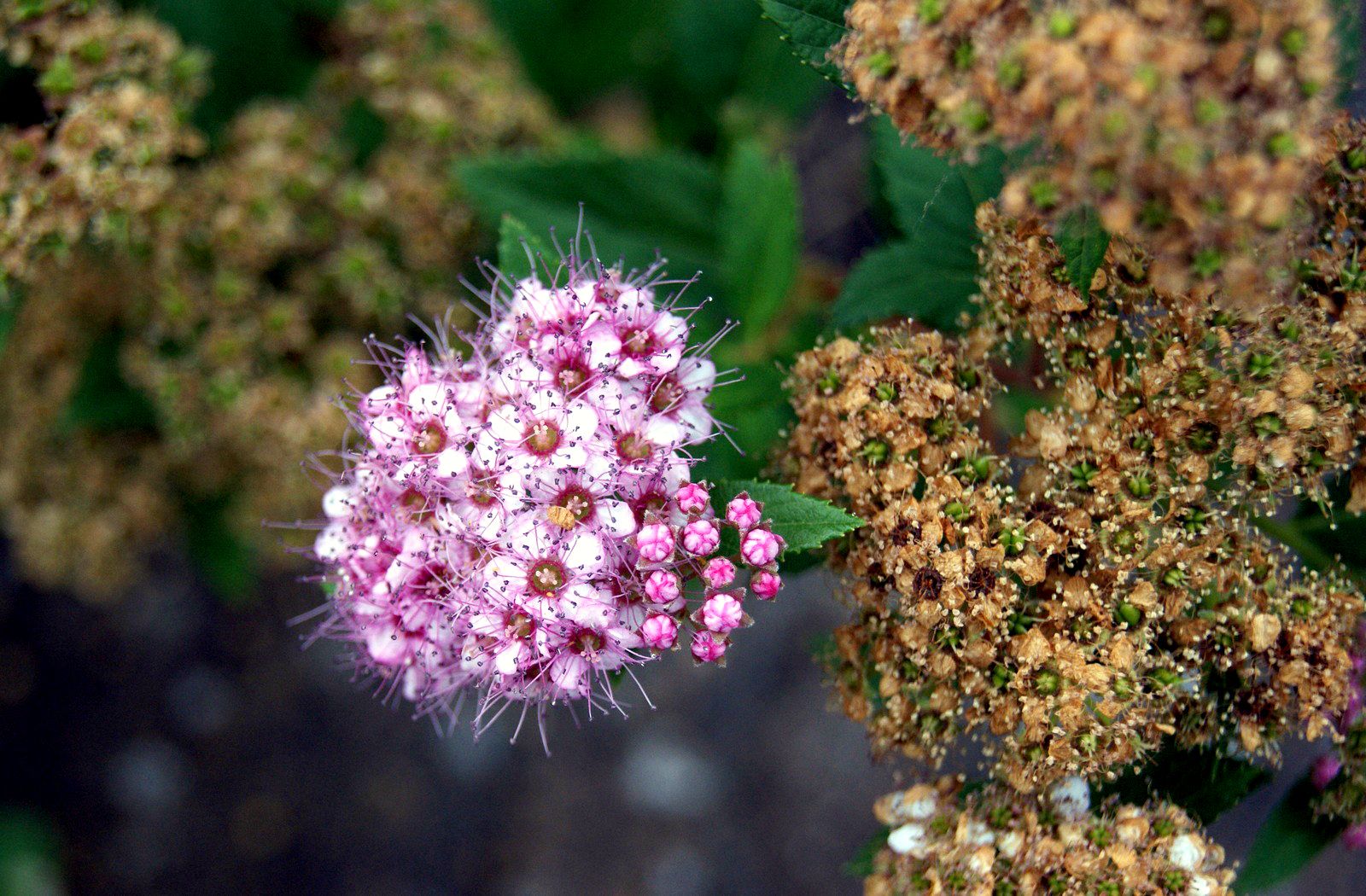 Thurs Aug 15,2013 photo pink1_zps20d27fea.jpg