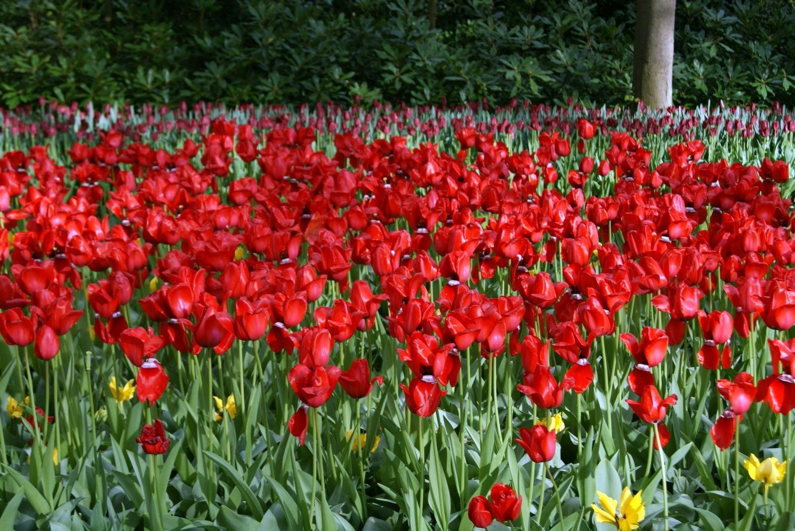 11.2, Beautiful  red tulips