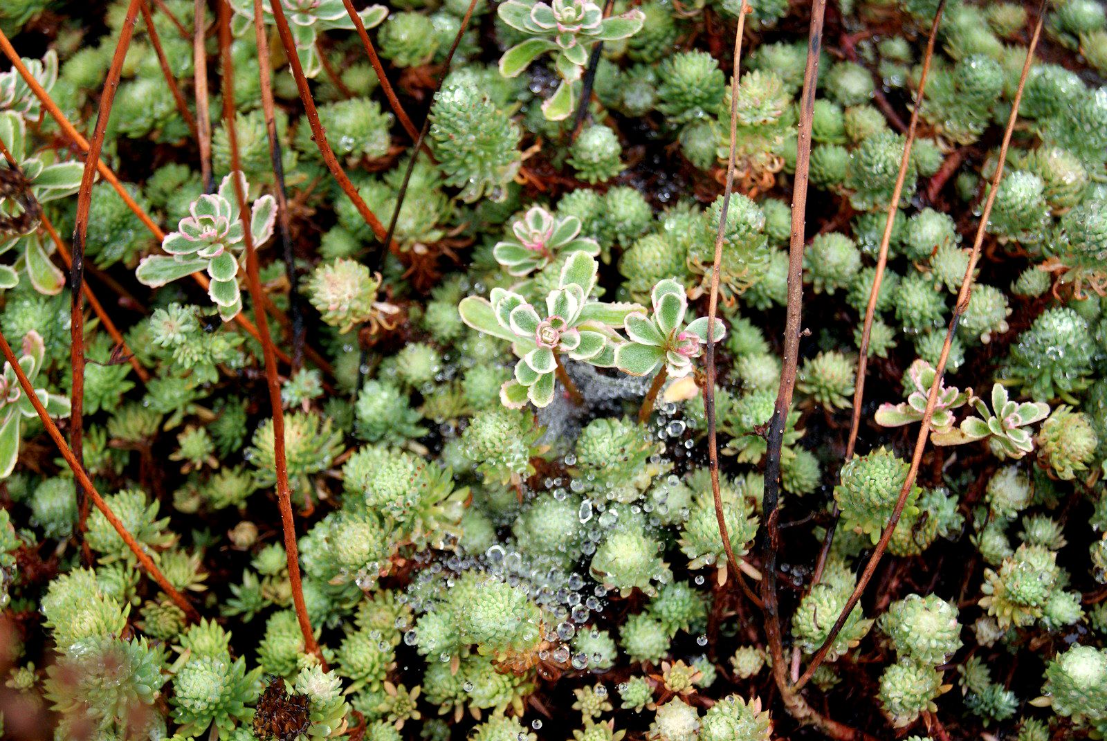 Fri Sept 6,2013 photo succulent2_zpsa3537e23.jpg