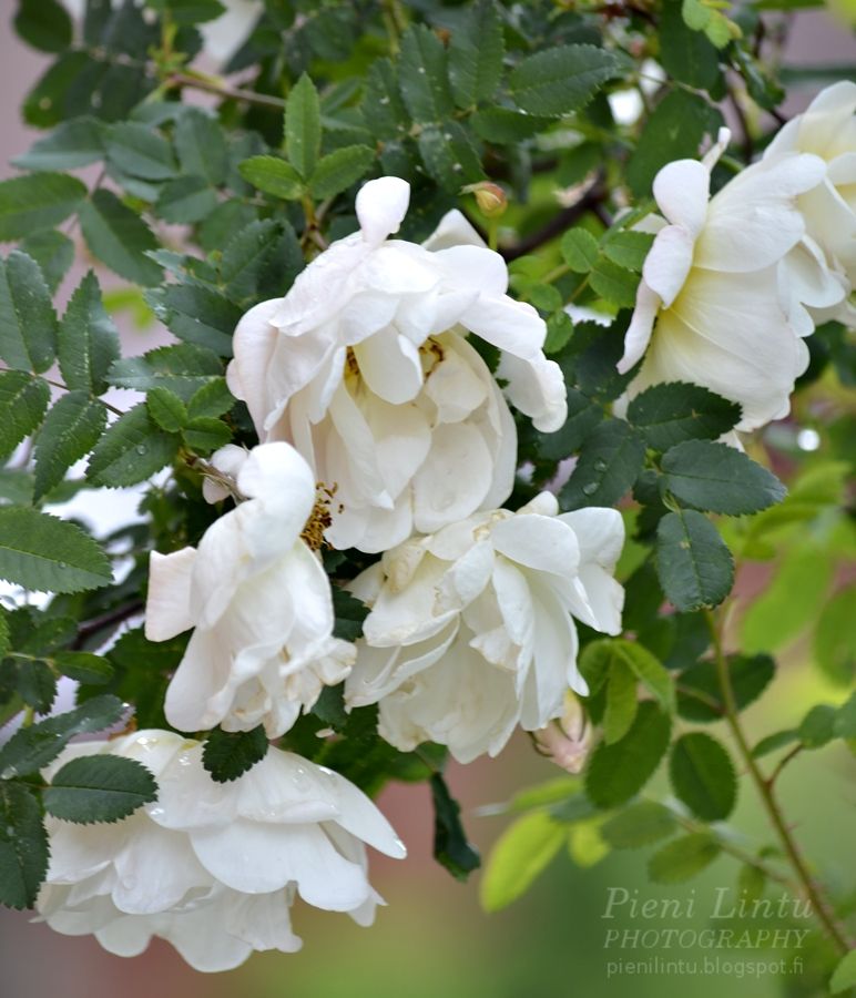 Fri - June 21, 2013 photo Fri-June212013_zpsece57b50.jpg