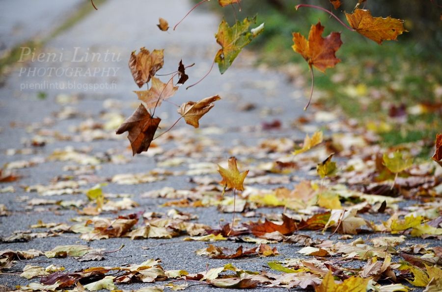 Fri - October 18, 2013 photo Fri-October182013_zpsc9116012.jpg