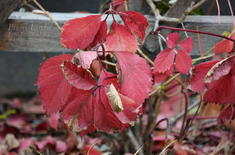 Fri - October 25, 2013 photo Fri-October252013_zpsd771d060.jpg