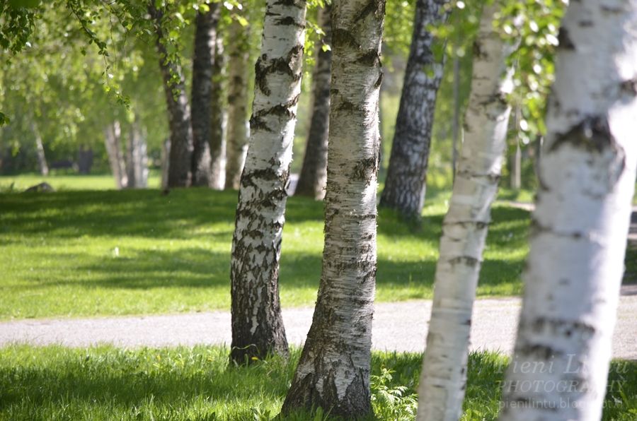 Mon - June 3, 2013 - Summer in Finland photo Mon-June32013-SummerinFinland_zps0320fb2d.jpg