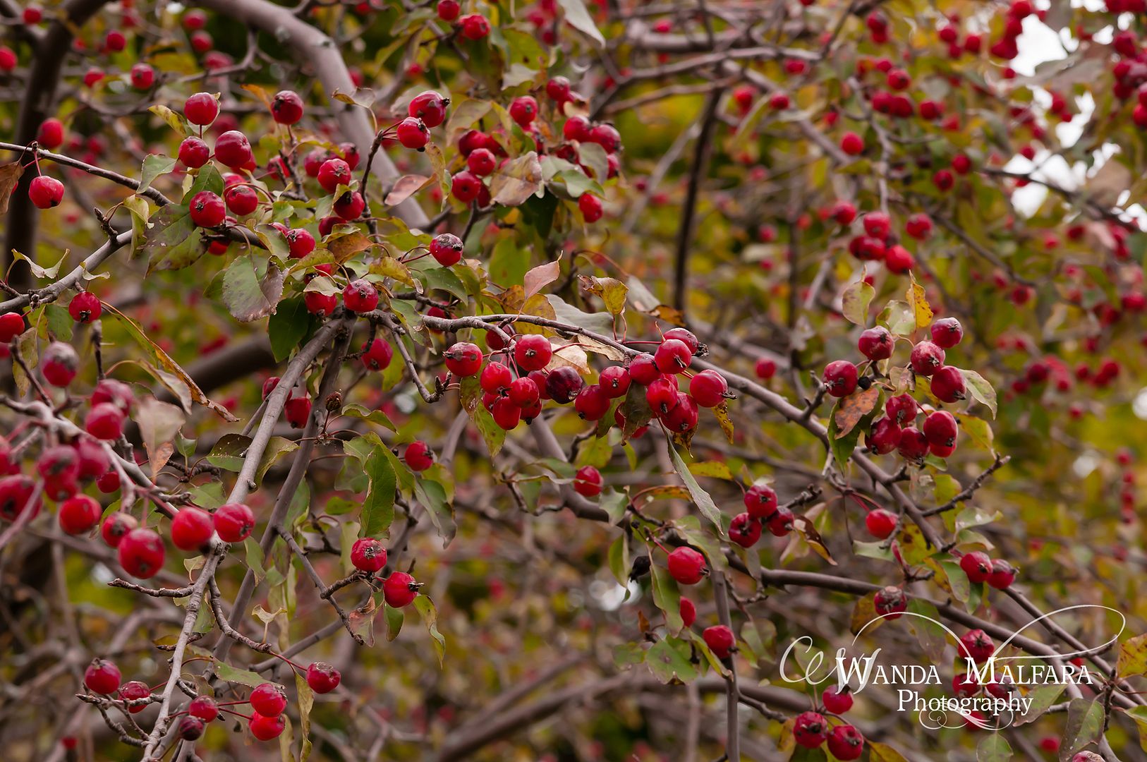 Fri Nov 1, 2013 photo 201ThousandIslandTrip086_zps80bc2a9a.jpg