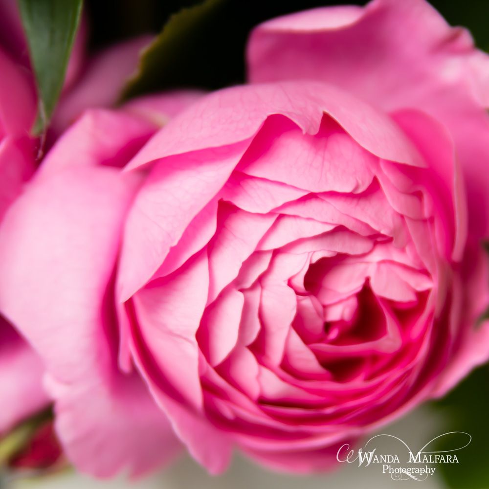 Fri June 21, 2013 photo DSC_7763fb_zps28bba3e8.jpg