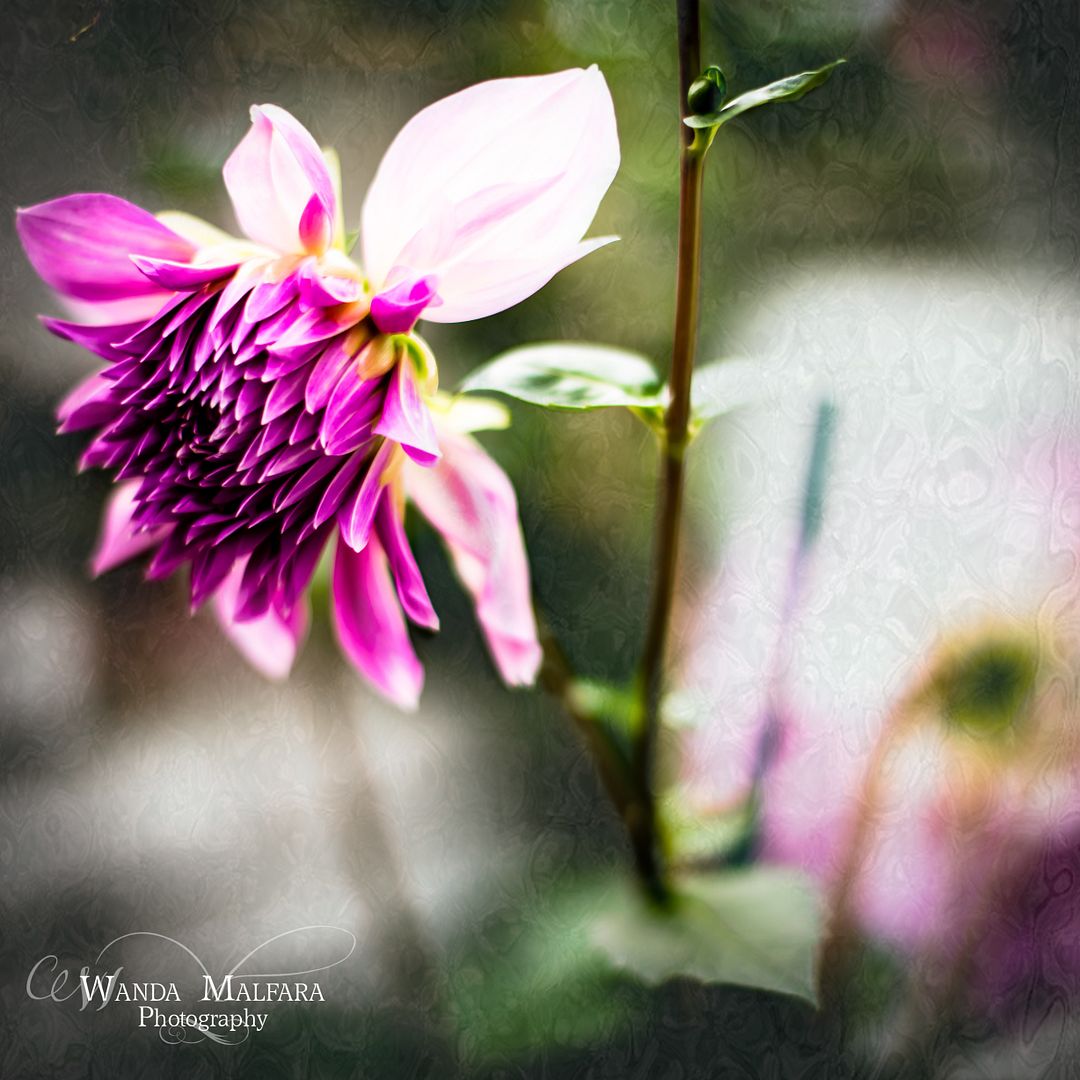 Thur July 11, 2013 photo DSC_7900-2wm_zps1b25ef5d.jpg