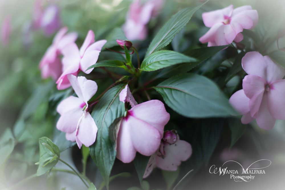 Fri Sept 20, 2013 photo _DSC9085wmfb_zpse41e58ad.jpg