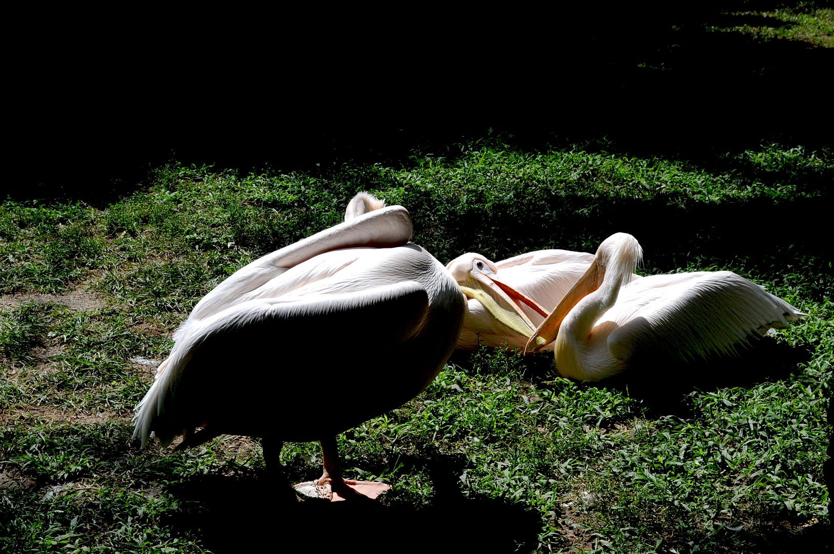 27 August 2014 photo DSC_0814_zps6cc965f3.jpg