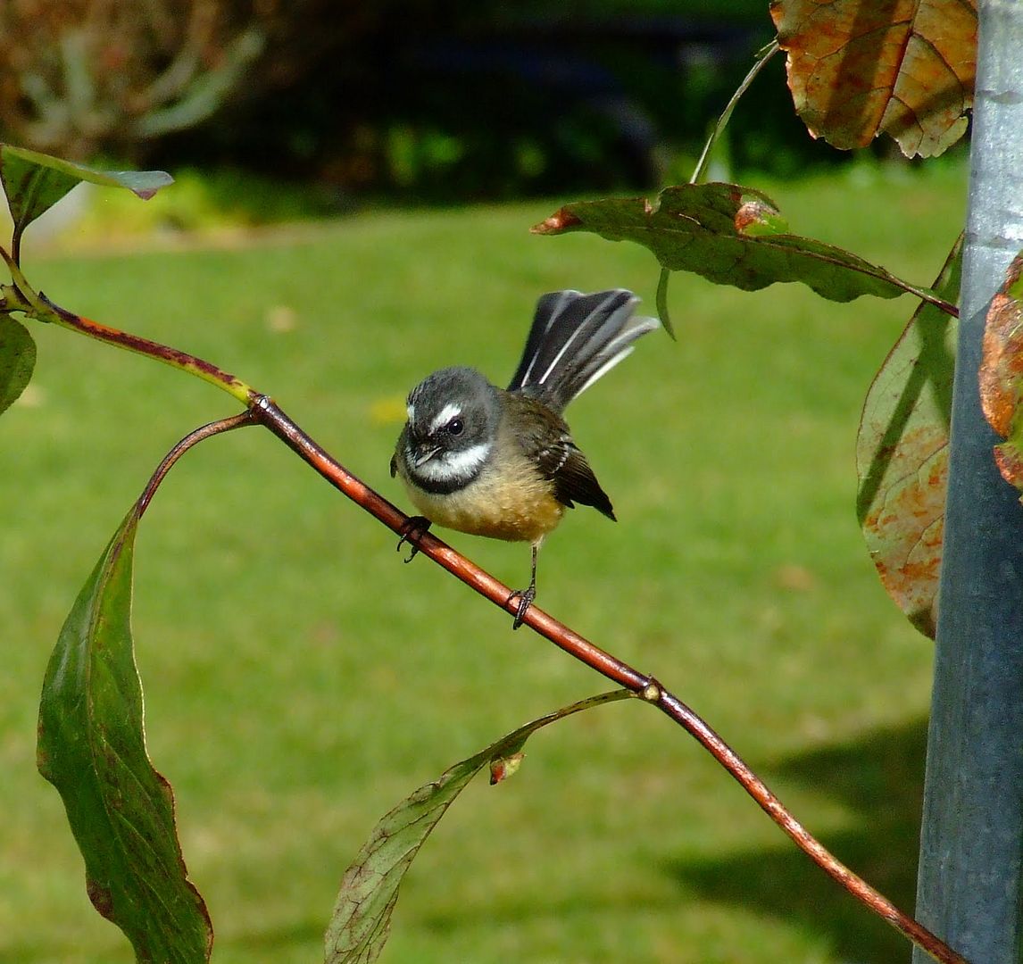 fantail photo DSCF3963_zpsd2cd0271.jpg