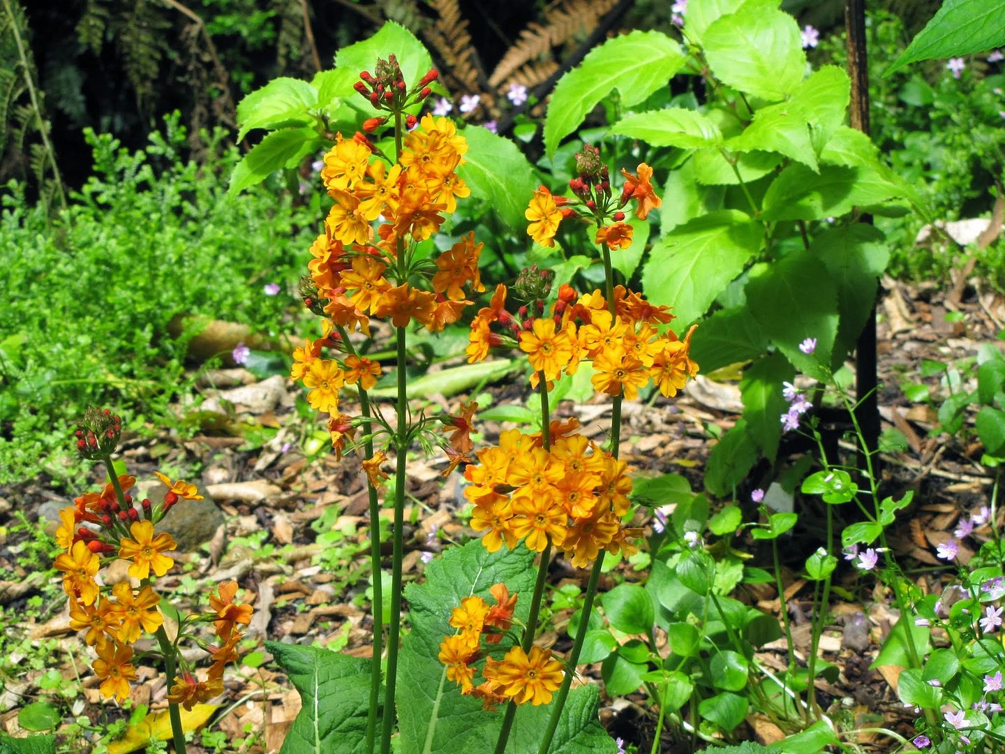  photo IMG_8902_zps17a685a7.jpg