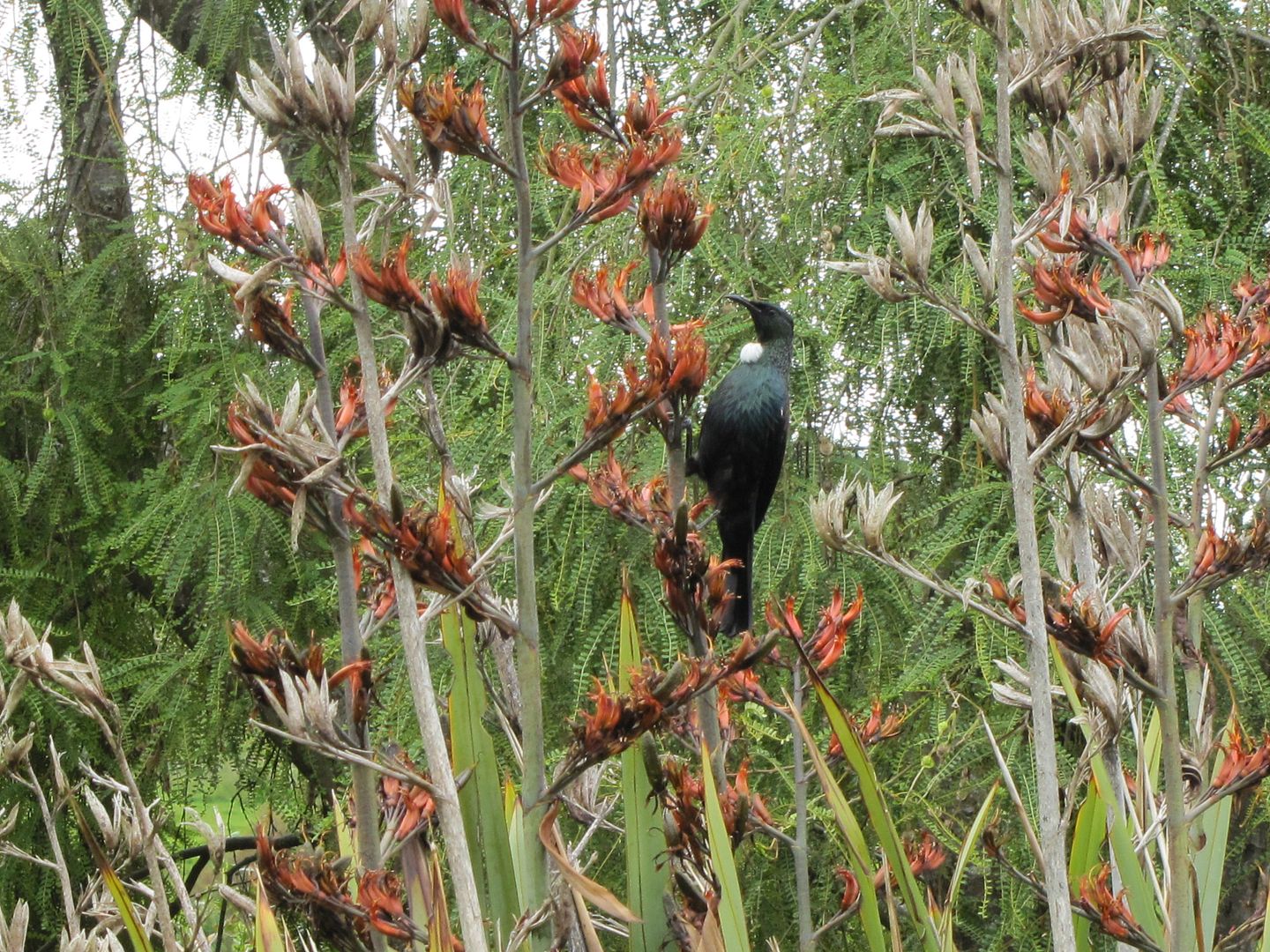 Tui in flax photo IMG_9693_zps5d62fb46.jpg