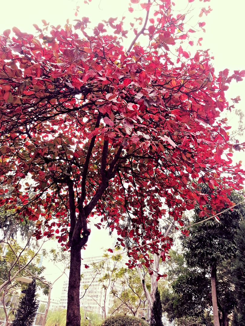 Mon - Jan 13, 2014 photo 2014-01-10095847_zps6d618951.jpg