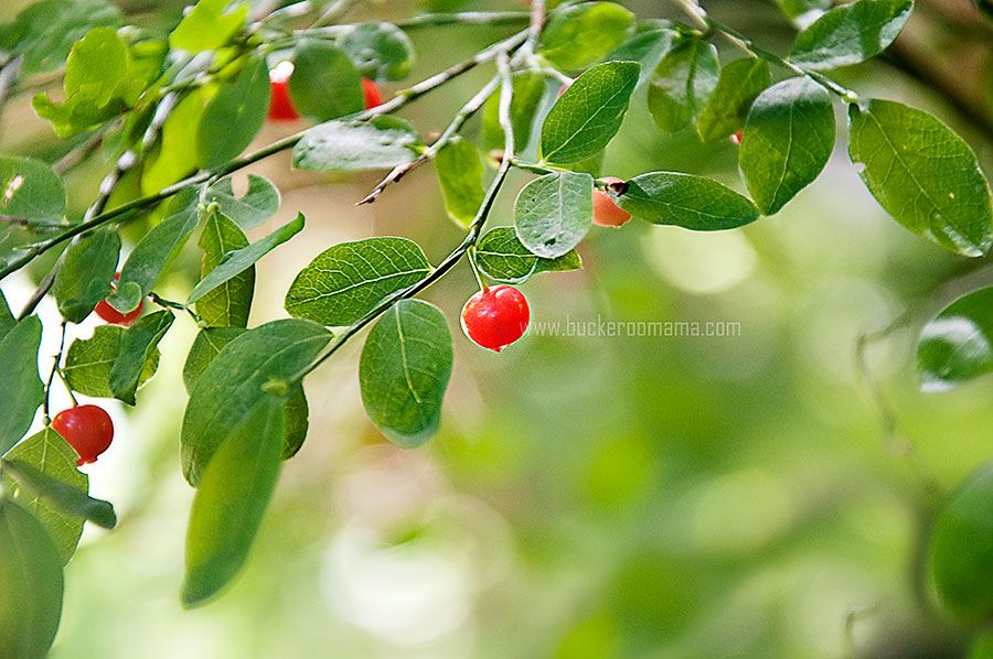 Mon - Sep 1, 2014 photo Berry-1_zpsc57d8c64.jpg