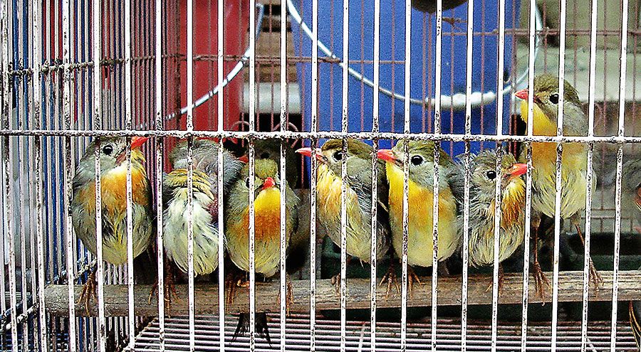 Mon - Fe 17, 2014 photo Birdies-4---with-YK_zps69300303.jpg