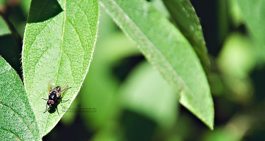 Mon - Mar 31, 2014 photo Fly-1_zps0f76b921.jpg