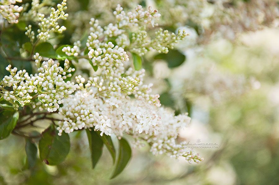 Fri - Apr 11, 2014 photo Little-white-blooms-1_zpsff8e7b34.jpg