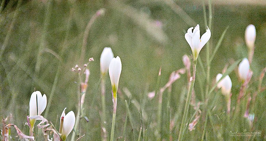 Fri - Feb 28, 2014 photo Random-nature-shot-1_zps1716ecbc.jpg