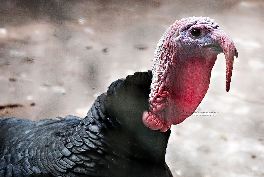 Mon - Jan 20, 2014 photo Turkey-1a_zps1a758be6.jpg