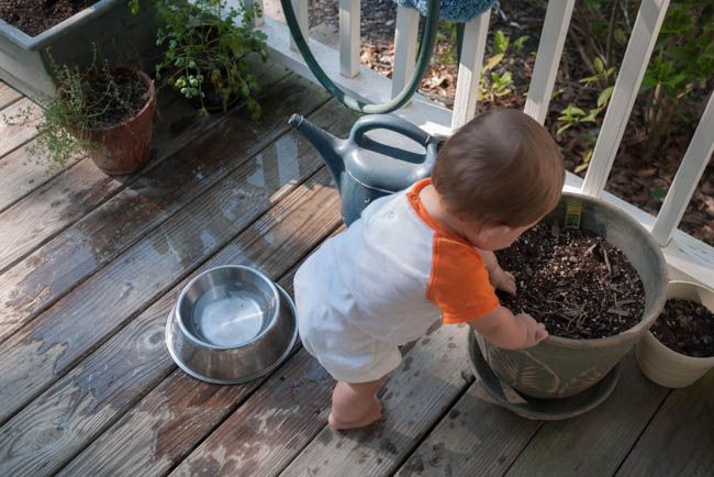 JUN 23: Cy loves getting into his grandma's dirt! photo _1070041_zpsc7b1886e.jpg