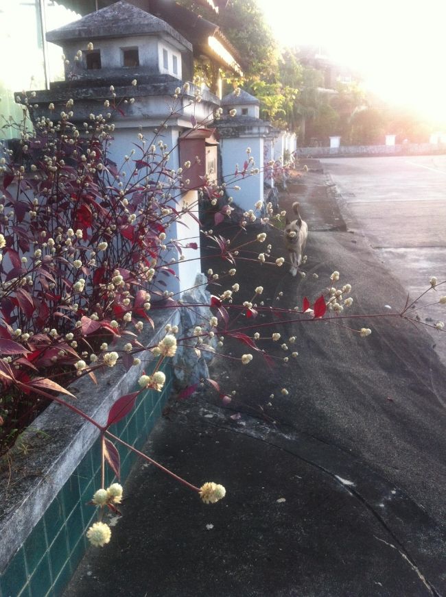 JAN 13: Out for an evening stroll photo photo34_zps345a55df.jpg