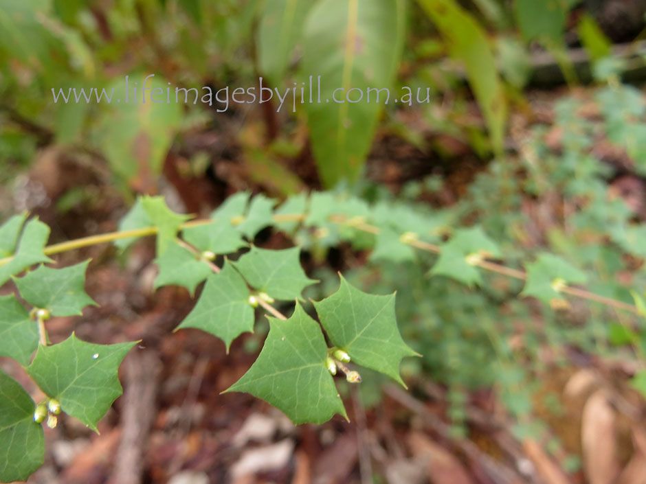 16 June 2014 photo Bushwalk-IMG_3262-adjust_zps2f3768a7.jpg