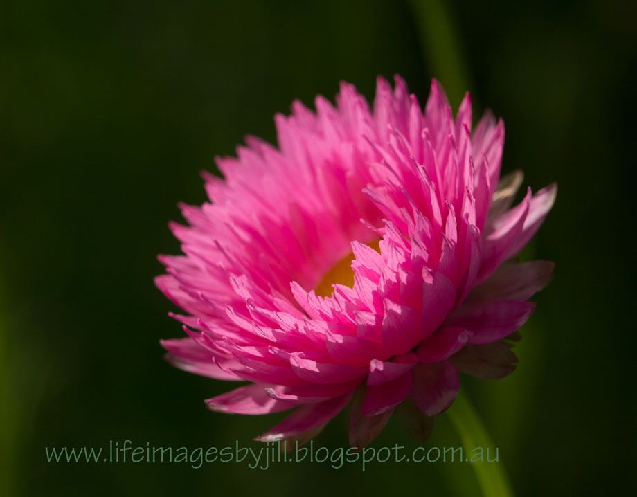 27 August 2014 photo Everalstings-KingsPrk_5781-_zps271ac363.jpg