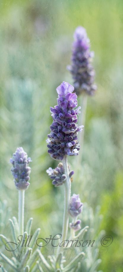 26 May 2014 photo Garden-lavender-3056-May201_zps5e130205.jpg