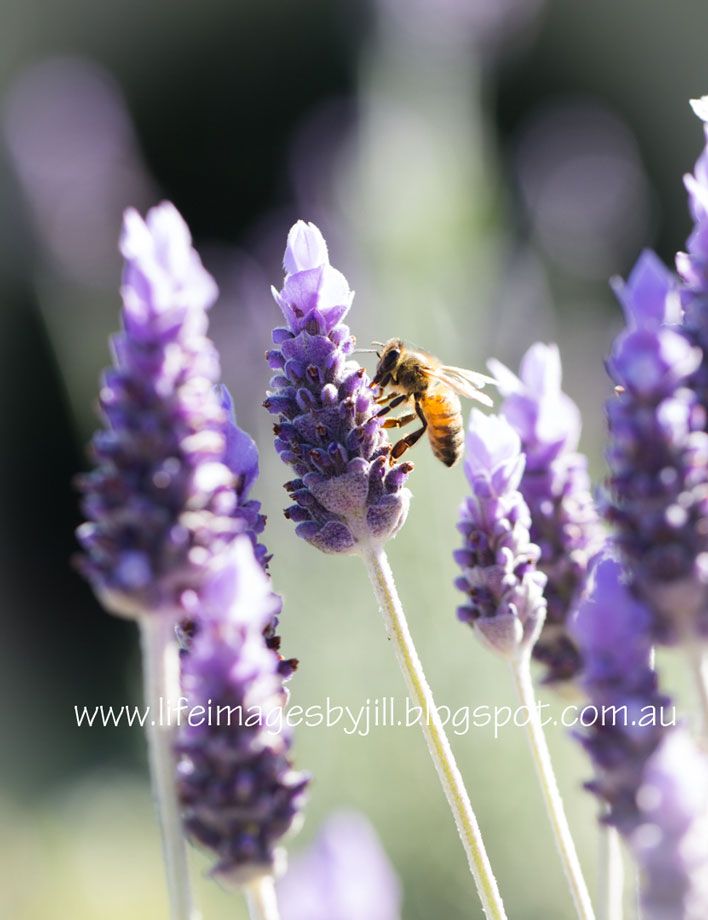11 August 201 photo Garden-lavendert_5557-AUg14_zps79b16a7f.jpg