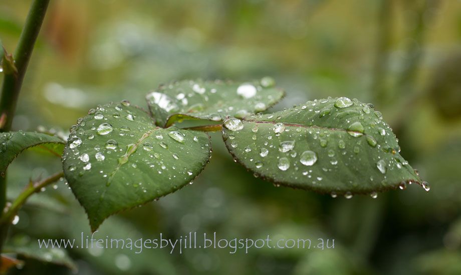 22 September 2014 photo Garden_raindrops_6047-49-sh_zps871325a6.jpg