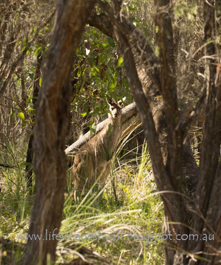 6 October 2014 photo Kangaroo_Manea_Park_6178-34_zps609d7de7.jpg