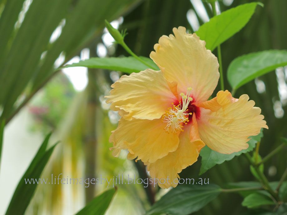 13 October 2014 photo Penang-hibiscus-IMG_4745_zpse3cb6967.jpg