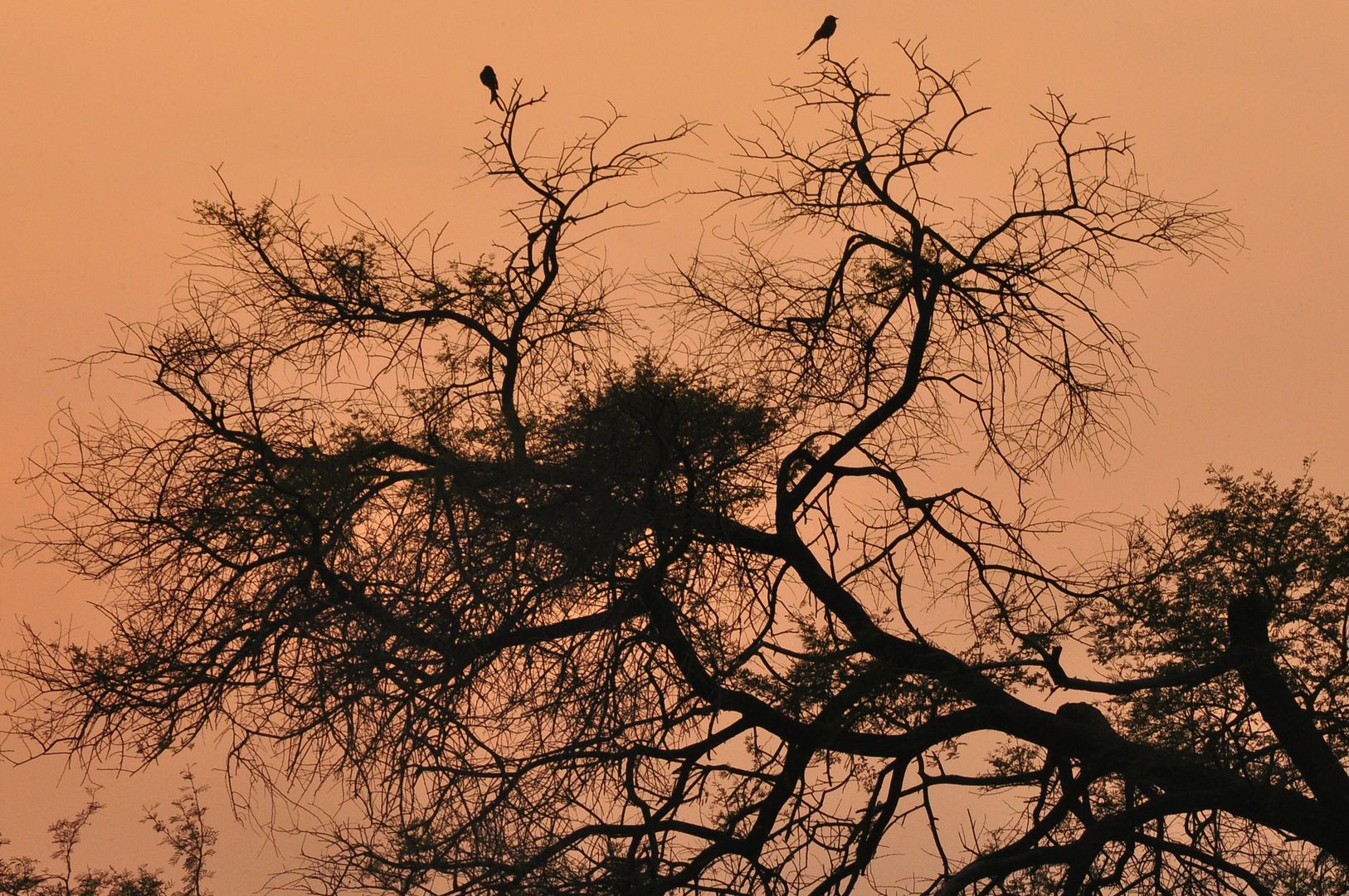 17th Jan 2014 photo DSC_8342_zpsfd1beb59.jpg
