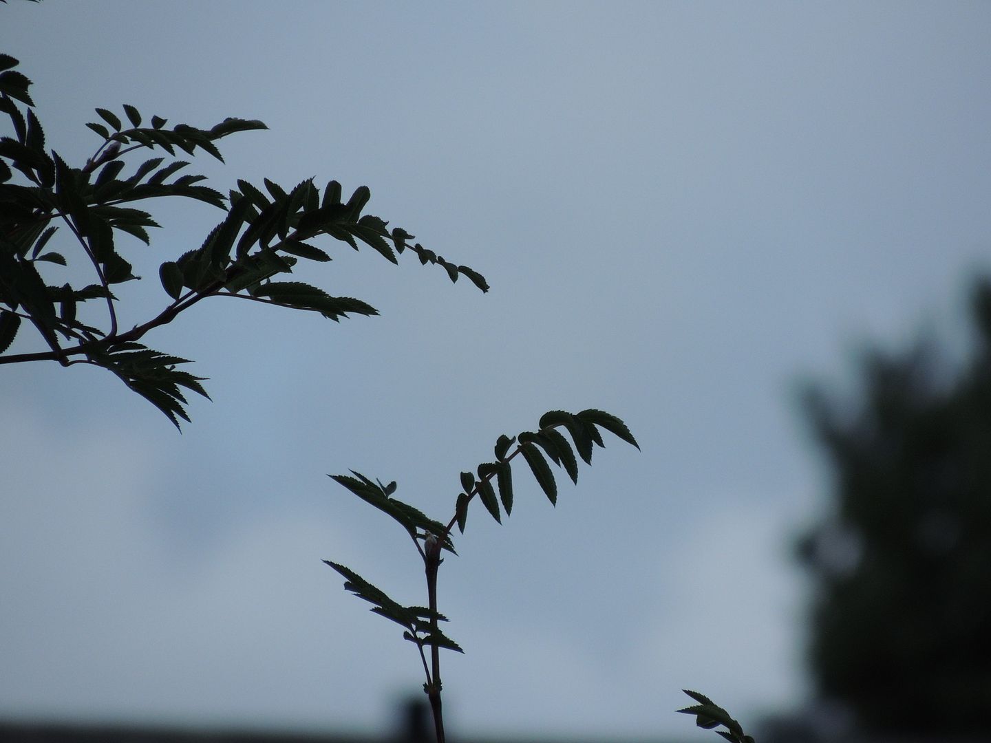 sept 1 photo DSCN9772_zpsaf0af906.jpg