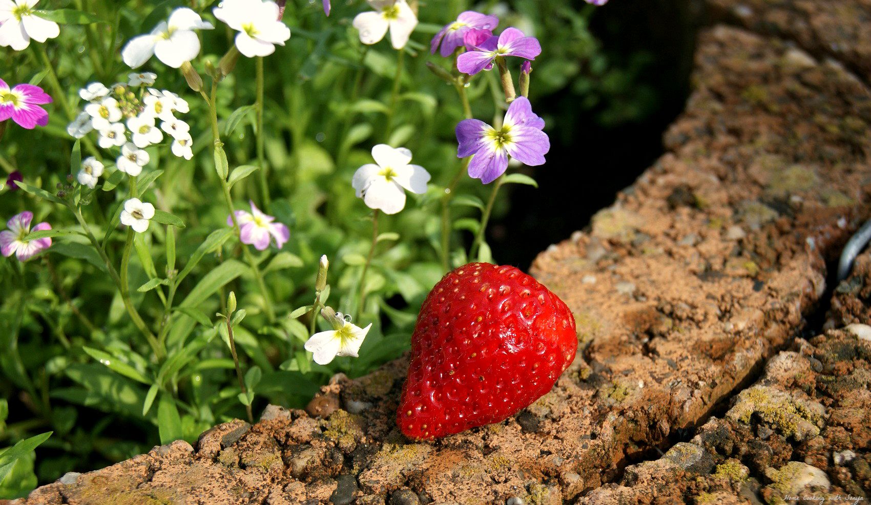 Mon June 2, 2014 photo berryharvest1_zps5b2ac9e7.jpg