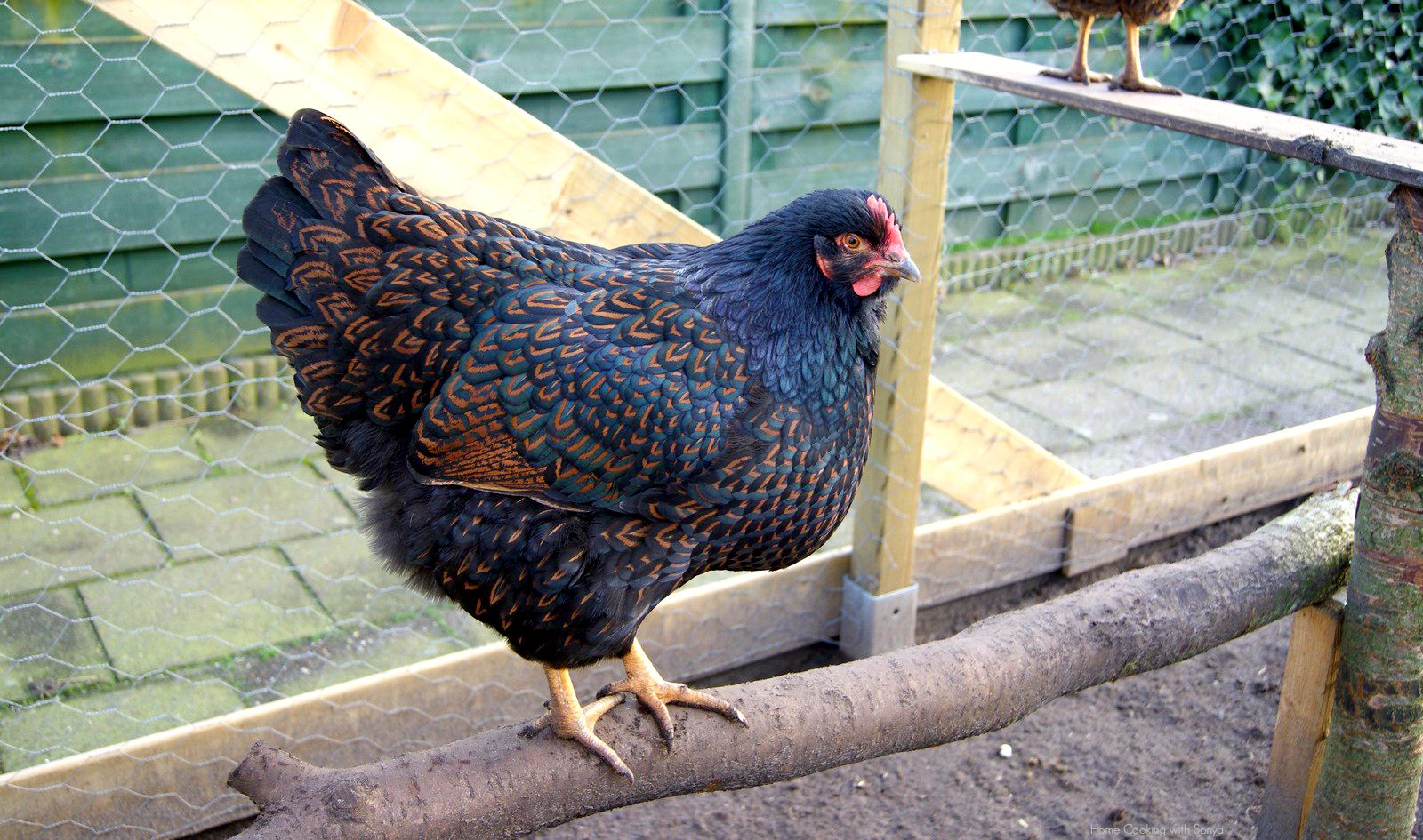 Fri Jan 24,2014 photo eliza5_zps168325e4.jpg